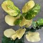 Codiaeum Krabuay Ngern.