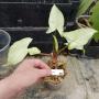 Syngonium Nguengi Laima