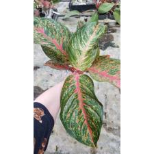 Aglaonema sp Miss-Thailand