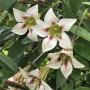 Randia maculate(Randia longiflora, Rothmannia longiflora)