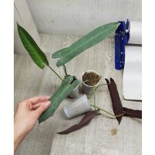 philodendron atabapoense 'santa leopoldina' S стакан 350р