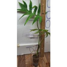 Филодендрон сп. ангустисектум / philodendron sp angustisectum