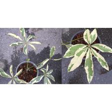 Пахира водная альбомаргината / Pachira aquatica albomarginata.