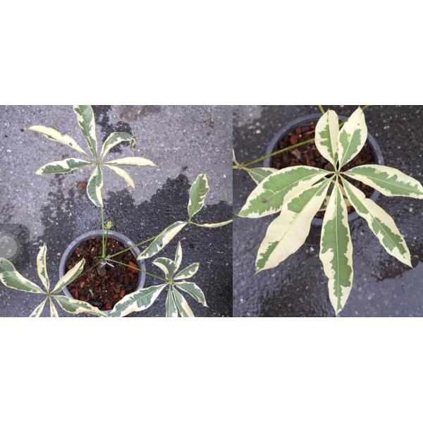 Пахира водная альбомаргината / Pachira aquatica albomarginata.