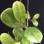 Hoya sp.514 (mutation from H. deykei seedling)          514
