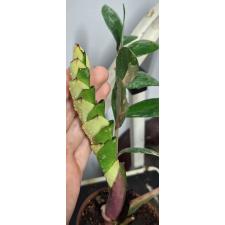 Zamioculcas zamiifolia variegated (short leaf)