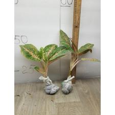 Aglaonema Harry Queen A-97
