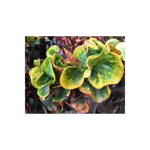 Кодиеум Шри Ауотая / Codiaeum Sri Ayothaya 335