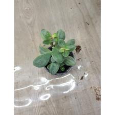 Crassula Ovata 'sunset Magic'