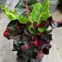 Codiaeum Bangkok Niramit