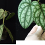 Piper croceum 'Frost Bite'(No.3)(big leaf).