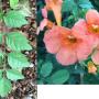 Campsis grandiflora (climbing)