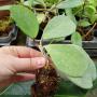 Hoya obovata