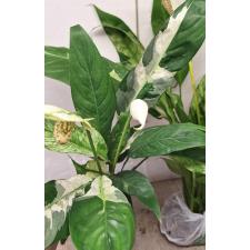 Спатифиллум сп. белая варегатность / Spathiphyllum sp white variegated (L)
