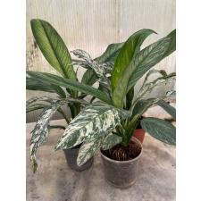 Spathiphyllum - variegata sp