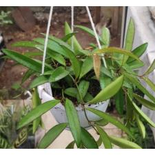 Hoya wayetii 12 cm pot 