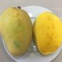 Mangifera indica 'Kai Tuek'
