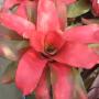 Neoregelia Magali (Bromeliad) 218