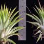 Tillandsia ionantha (red tip)