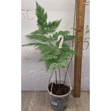 Даваллия фиджийская Плюмоза / davallia fejeensis plumosa (M)