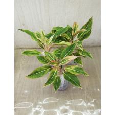 Aglaonema Aurora NEW-12