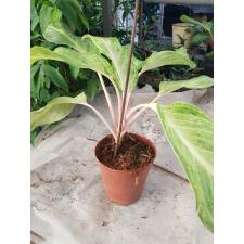 Aglaonema Yellow Mongkon pot
