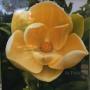 Magnolia liliifera x (M. coco x henryi).