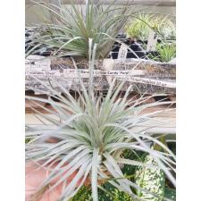 Tillandsia Cotton Candy 'Purple' A37