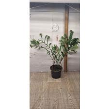 Drynaria sp.(T05) Crested Philippines.