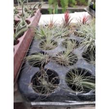 tillandsia argentea 300
