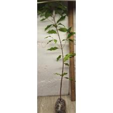 Сизигиум ароматикум. / Syzygium aromaticum (Гвоздичное дерево)
