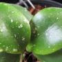 Hoya sp.651             651