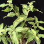 Psidium guajava Dwarf variegated