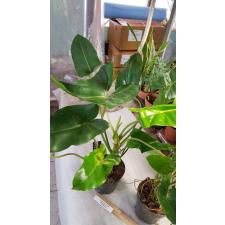 Philodendron sp Burle Max 3-4 листа 150р
