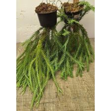 Хуперзия сп. номер 4 / huperzia sp no.4