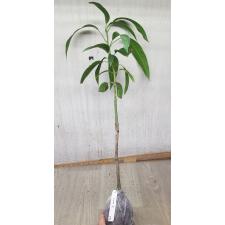 Mangifera indica 'Daeng Jakkapat' (grafted). 278