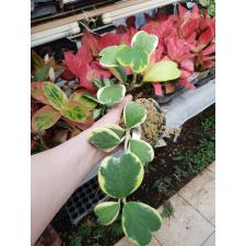 Hoya kerrii var.albo-marginata 128
