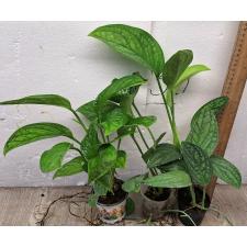 Монстера сп. Сиам Монстера / Monstera sp. Siam Monster (M)