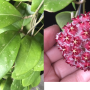 Hoya mindorensis (silver hair flower)(#884)