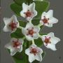 Hoya vaccinoides                                                226