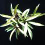 Hoya kentiana variegated (833)          833