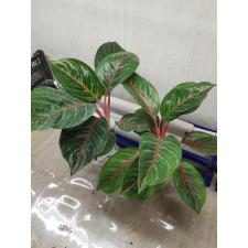 Aglaonema T11 Sombat Siam green