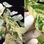Ficus sp.(T16) variegated Indonesia