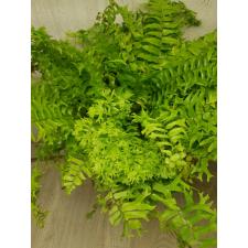 Nephrolepis falcata 'Furcans' (golden leaf) 198