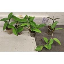 Хойя Карноса / Hoya Carnosa (S)