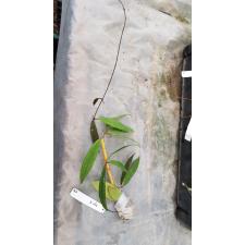 Hoya sp.479 (aff padangensis) silver spot 479 