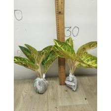 Aglaonema Viduri - white A-141
