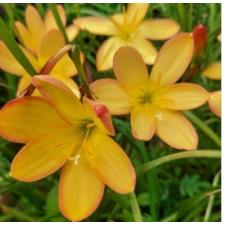 Zephyranthes king ransom