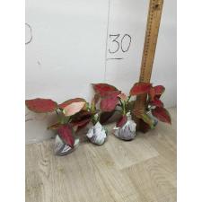 Aglaonema Subchoa A-36