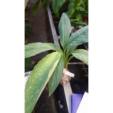 Spathiphyllum cannifolium (white variegated) 222/1